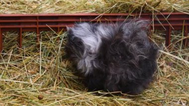 Gine domuzlarını kapatın.