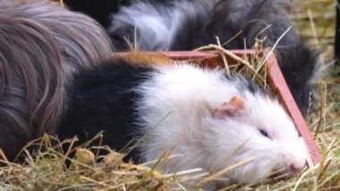 Gine domuzlarını kapatın.