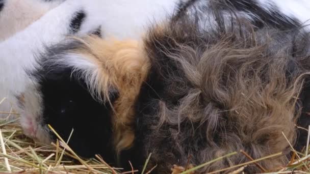 Close Guinea Pig Hey — Stock video