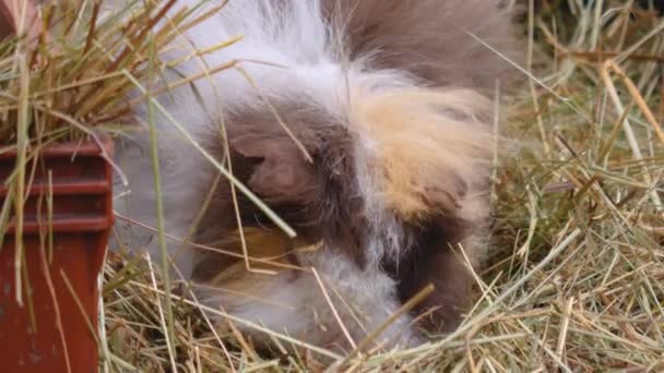 Close Guinea Pig Hey — Stock video