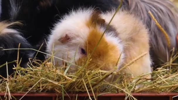 Nahaufnahme Von Meerschweinchen Hey — Stockvideo