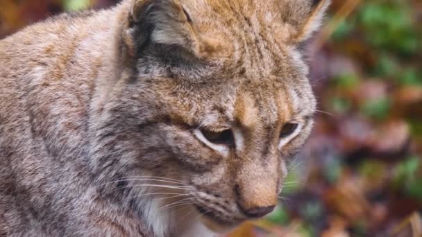 Close Van Europees Lynx Kat Een Zonnige Dag Herfst — Stockvideo
