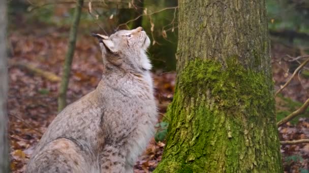 Κοντινό Πλάνο Της Ευρωπαϊκής Lynx Γάτα Μια Ηλιόλουστη Μέρα Φθινόπωρο — Αρχείο Βίντεο