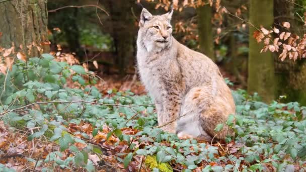Close European Lynx Cat Sunny Day Autumn — Stock Video