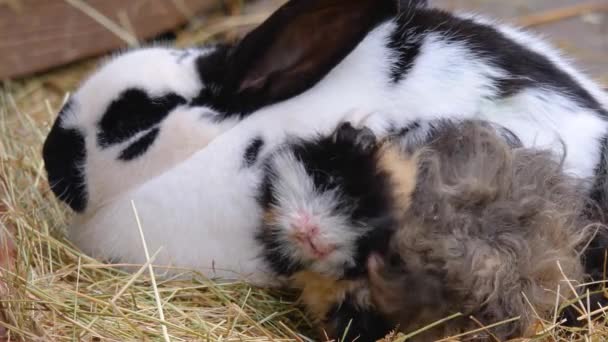 Gine Domuzu Tavşancığa Yaklaşın — Stok video