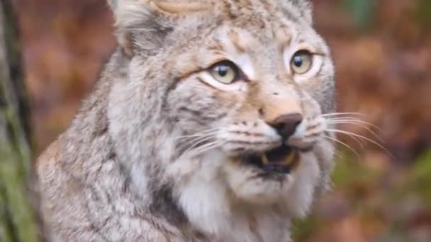 Närbild Europeiska Lynx Katt Solig Dag Hösten — Stockvideo