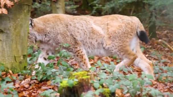 Close Gato Europeu Lynx Dia Ensolarado Outono — Vídeo de Stock