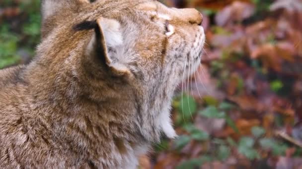 Detailní Záběr Evropské Lynx Kočka Slunný Den Podzim — Stock video