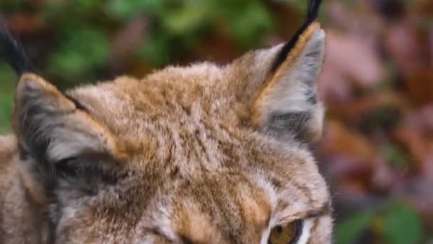 Güz Aylarında Güneşli Bir Günde Avrupa Nın Lynx Kedisine Yakın — Stok video