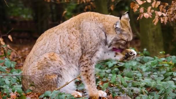 Nahaufnahme Der Europäischen Luchskatze Einem Sonnigen Herbsttag — Stockvideo