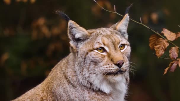 Close Gato Europeu Lynx Dia Ensolarado Outono — Vídeo de Stock