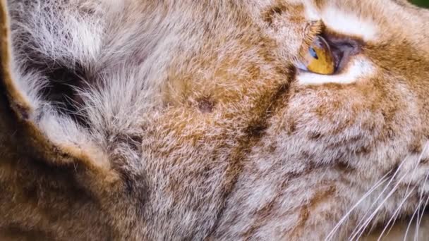 Primo Piano Del Gatto Europeo Lynx Una Giornata Sole Autunno — Video Stock