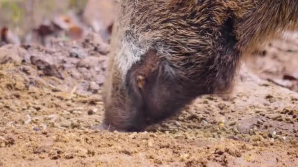 Close Wild Boar Pig Searching Ground Ground — Stock Video