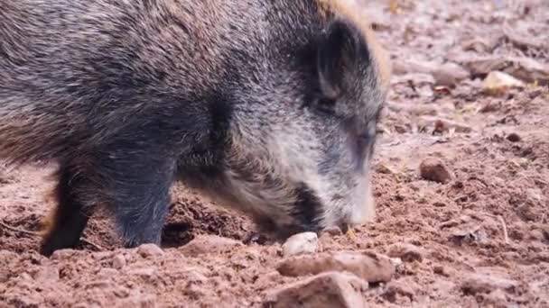 Primo Piano Del Maiale Cinghiale Che Cerca Terra — Video Stock