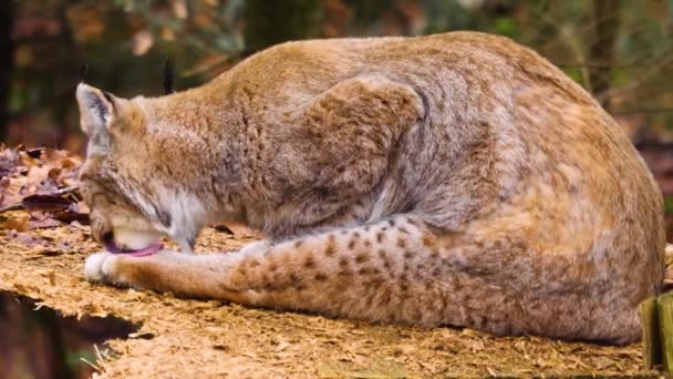 Detailní Záběr Evropské Lynx Kočka Slunný Den Podzim — Stock video