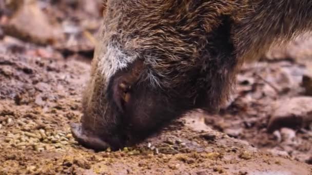 Close Van Wilde Zwijnen Varken Zoeken Grond — Stockvideo