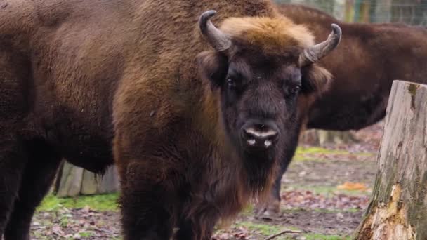 Gros Plan Bison Debout — Video
