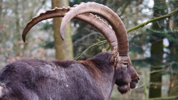 Close Ibex Alpino Capricórnio Sobre Rochas — Vídeo de Stock