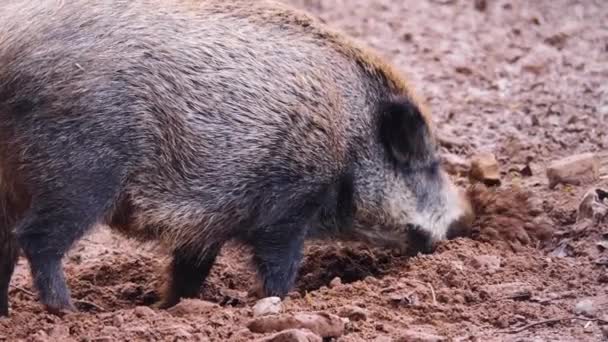 Primo Piano Del Maialino Cinghiale Selvatico Che Cerca Terra — Video Stock