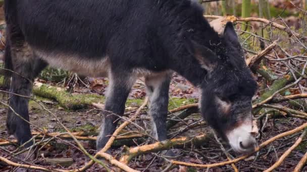 Gros plan de l "écorce domestique mangeant des ânes