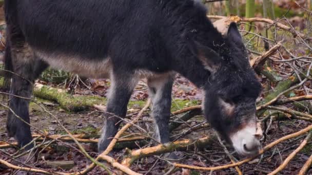 Nahaufnahme Eines Esels Der Rinde Frisst — Stockvideo