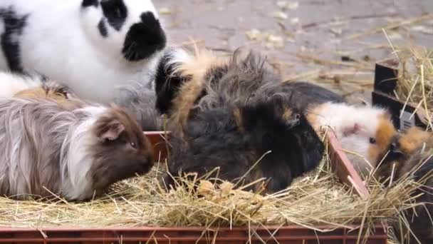 Tavşanların Birbirleriyle Tartıştığı Kobay Farelerini Kapatın — Stok video