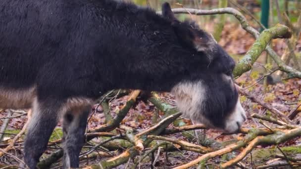 Gros Plan Écorce Domestique Mangeant Des Ânes — Video