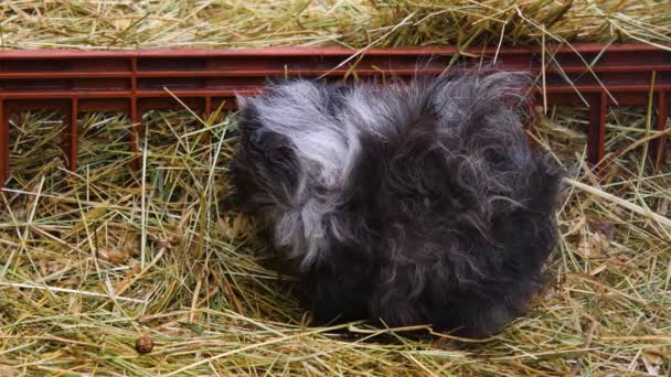 Close Guinea Pigs Hey — Stock video