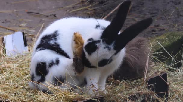 Nahaufnahme Von Meerschweinchen Mit Kaninchen — Stockvideo