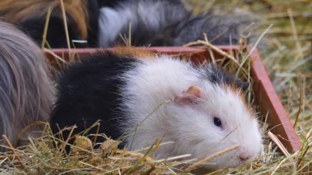 Nahaufnahme Von Meerschweinchen Hey — Stockvideo