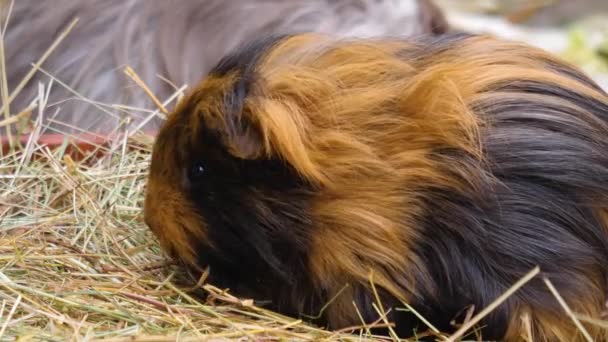 Close Guinea Pigs Hey — Stock video