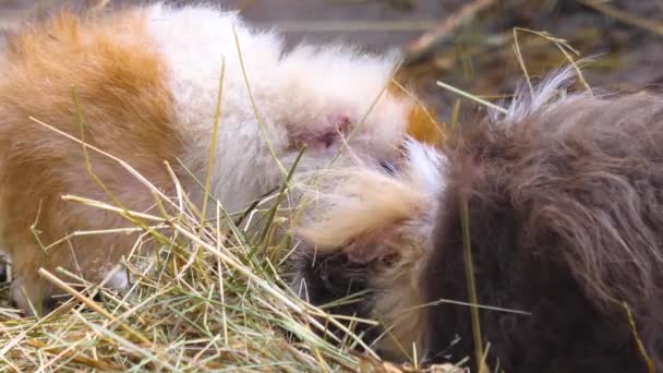 Sluiten Van Cavia Hey — Stockvideo