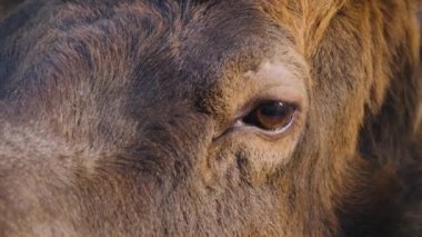 Ormanda geyik kafası, göz ve boynuzlara yakın dur.. 
