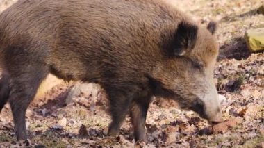 Yaban domuzu gibi etrafı araştırın.