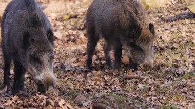 Sonbaharda güneşli bir günde yaban domuzu toprağı kazar.