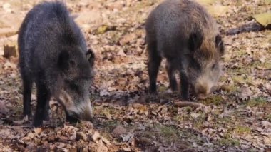 Sonbaharda güneşli bir günde yaban domuzu toprağı kazar.