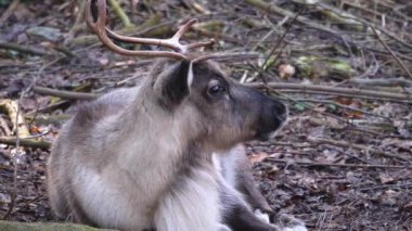 Ren geyiklerini ormanda yere yakın.