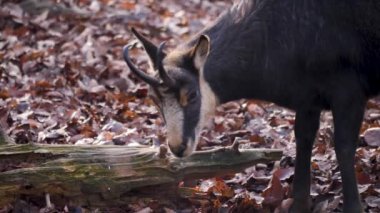 Güz aylarında güneşli bir günde ormandaki buğday çiçeklerini kapatıyorlar..