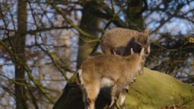 Güneşli bir günde sonbaharda bir kayanın üzerinde kavga eden iki dağ keçisi.