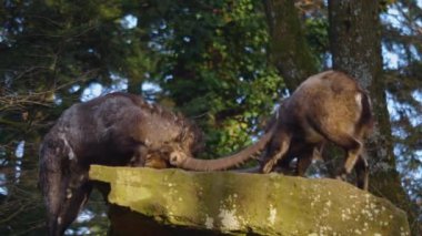 Güneşli bir günde sonbaharda bir kayanın üzerinde kavga eden iki dağ keçisi.