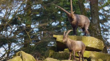 Güneşli bir günde, sonbaharda bir kayanın tepesinde kavga eden iki dağ keçisi.