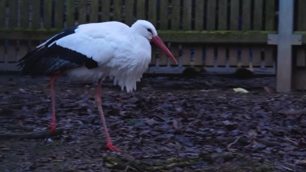 Nahaufnahme Von Weißstörchen — Stockvideo