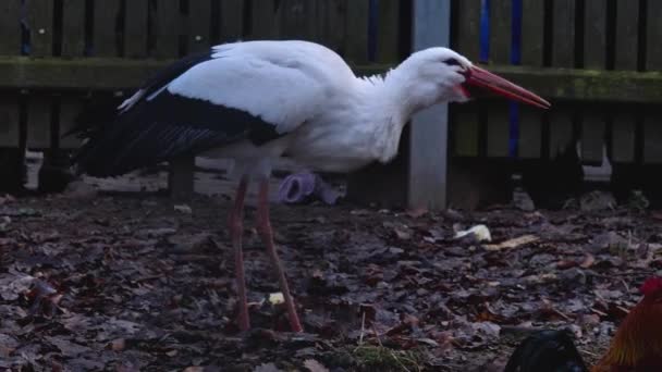 白鹤的近身活动 — 图库视频影像
