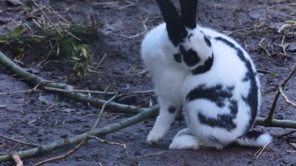 Nahaufnahme Von Kaninchen — Stockvideo