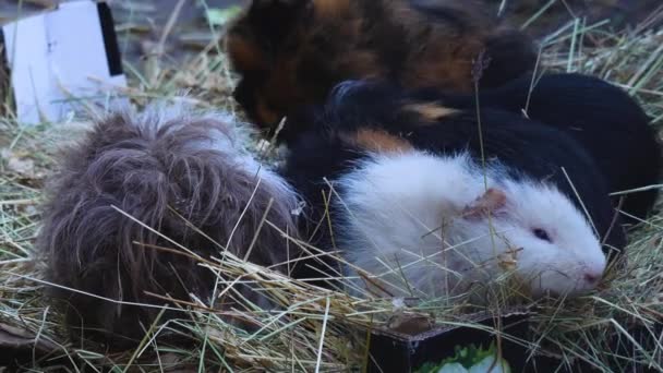 Close Guinea Pigs Hey — Stock video