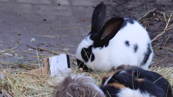 Gros Plan Cobayes Avec Lapin — Video