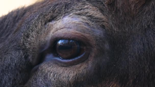 森の中で大規模なエルクWapiti鹿の頭 目と角のクローズアップ — ストック動画