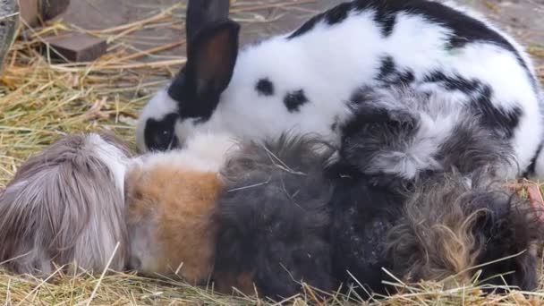 Close Van Cavia Met Konijn — Stockvideo