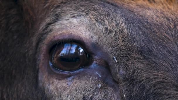 Close Grande Alce Wapiti Veado Cabeça Olho Chifres Floresta — Vídeo de Stock