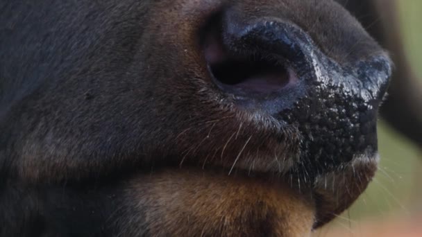 森の中で大規模なエルクWapiti鹿の頭 目と角のクローズアップ — ストック動画